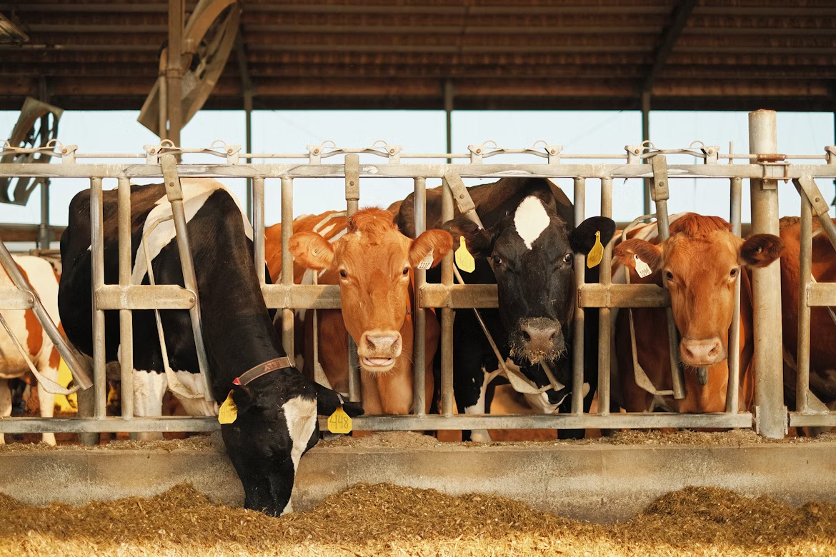 Dairy cows at pasture